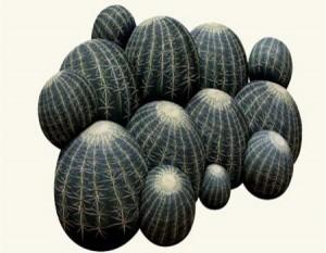 5 Un cactus en tu salón