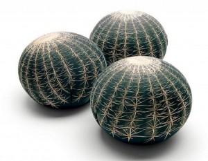 4 Un cactus en tu salón