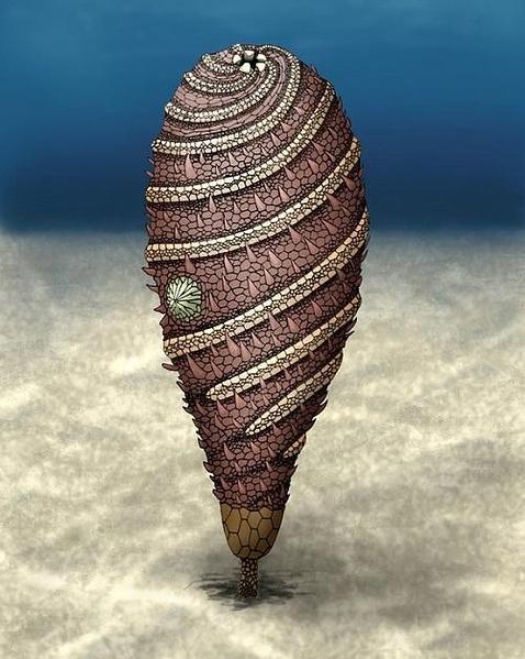 Desentierran en Marruecos una criatura de 520 millones de años Desentierran en Marruecos una criatura de 520 millones de años