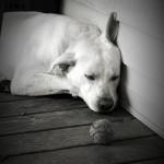 Coccidiosis canina Coccidiosis canina