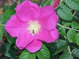 rosa 1 Repavar: Aceite de Rosa Mosqueta, vitamina E y C y colágeno para la piel