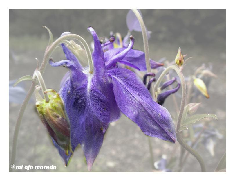 Florecilla Florecilla