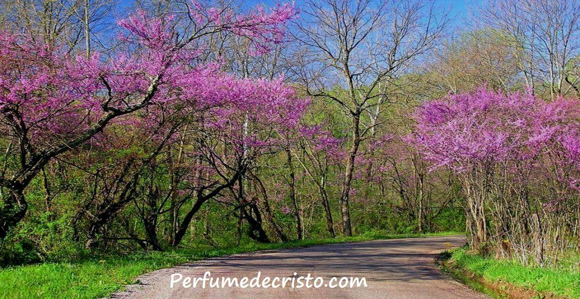 ACOMPÁñAME… camino13