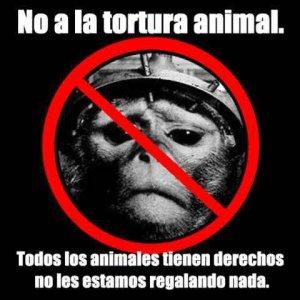 No a la tortura animal No a la tortura animal