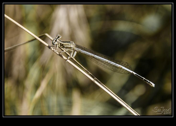 Platycnemis Latipes Platycnemis Latipes