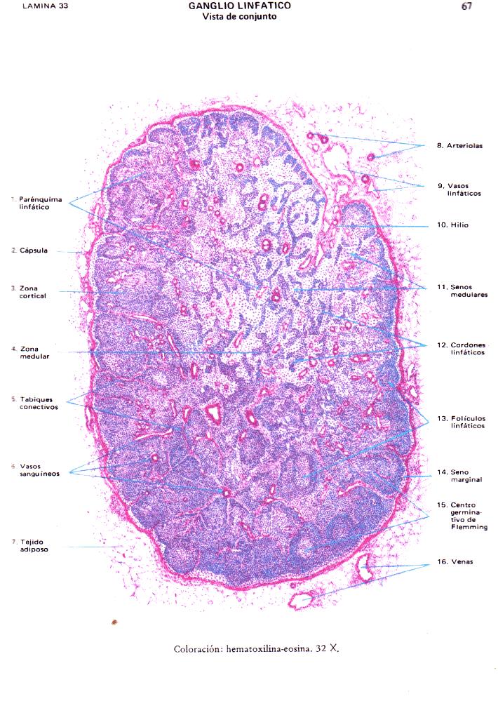 ¿Quieres uno de los mejores Atlas de Histología?