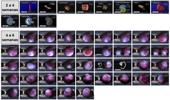 Fases del desarrollo del embrión durante el embarazo - Semanas 2 a 6 Imágenes del desarrollo del embrión durante el embarazo
