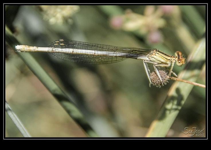 Platycnemis Latipes 2 Platycnemis Latipes