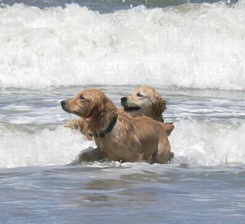 LLevar nuestro perro a la playa LLevar nuestro perro a la playa