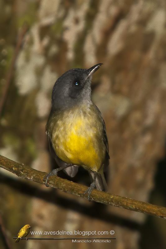 Choca amarilla (Plain Antvireo) Choca amarilla (Plain Antvireo)