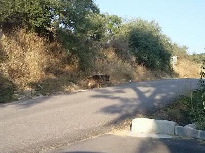 PASTOR ALEMÁN, 4 MESES EN LA PUERTA DEL CEMENTERIO ESPERANDO A SU DUEÑO. (JAÉN)