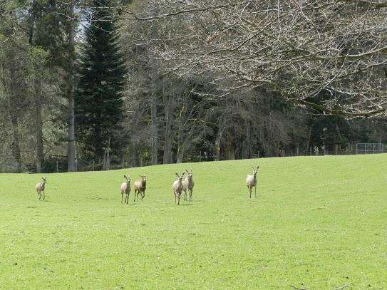 Parque Nacional de Cairngorms y su fauna Parque Nacional de Cairngorms y su fauna