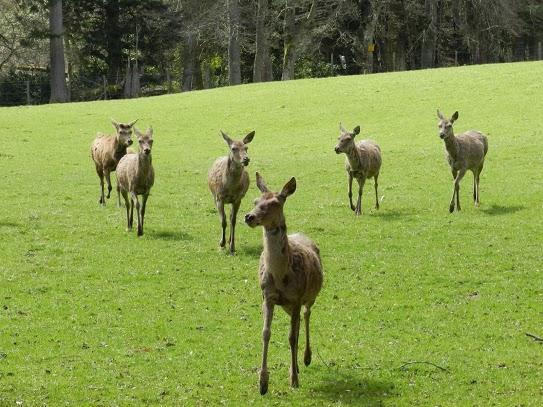 Parque Nacional de Cairngorms y su fauna Parque Nacional de Cairngorms y su fauna