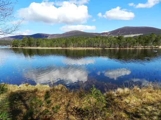 Parque Nacional de Cairngorms y su fauna Parque Nacional de Cairngorms y su fauna