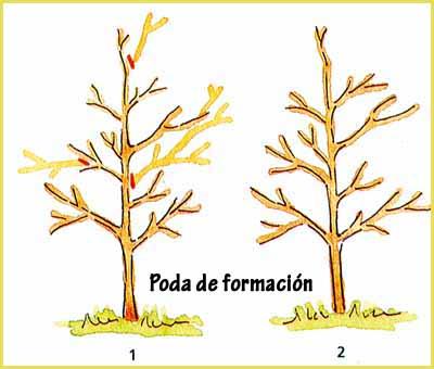 Jardinería: la poda