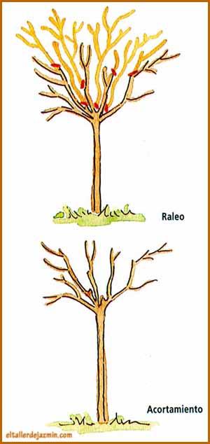 Jardinería: la poda