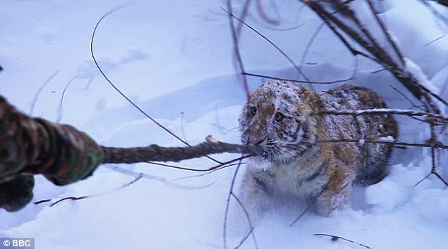 Tigre siberiano en su hábitat Tigre siberiano en su hábitat