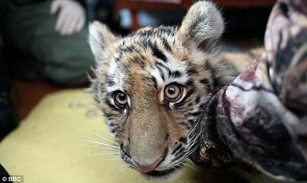 Tigre siberiano en su hábitat Tigre siberiano en su hábitat
