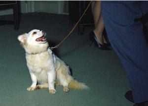 Belka y Strelka, unas perras de ida y vuelta Belka y Strelka, unas perras de ida y vuelta
