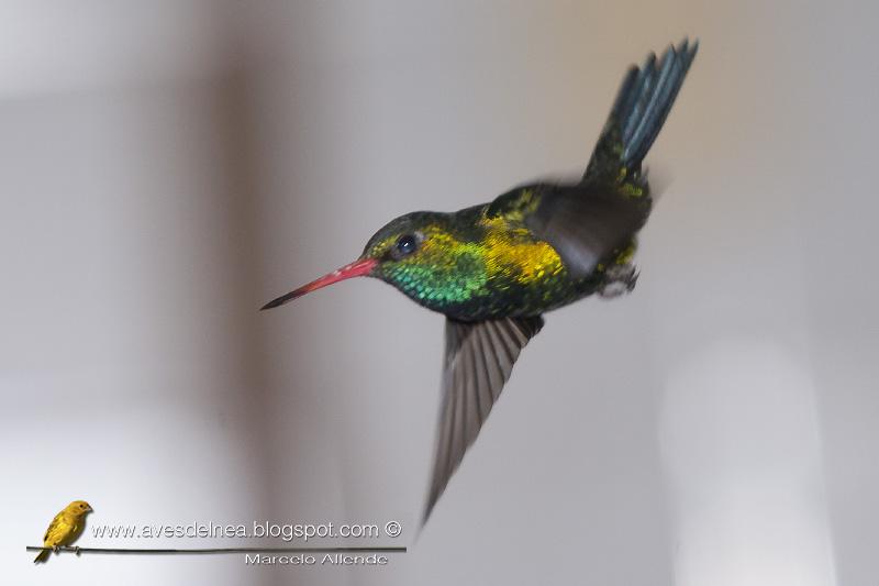 Picaflor común (Glittering-bellied Emerald) Picaflor común (Glittering-bellied Emerald)