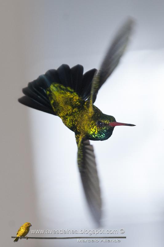 Picaflor común (Glittering-bellied Emerald) Picaflor común (Glittering-bellied Emerald)