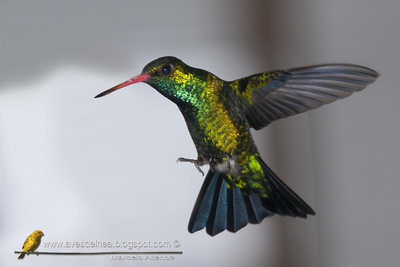 Picaflor común (Glittering-bellied Emerald) Picaflor común (Glittering-bellied Emerald)
