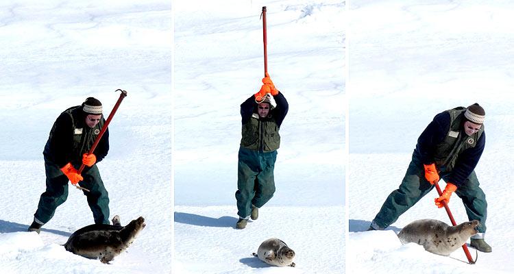Matanza de focas