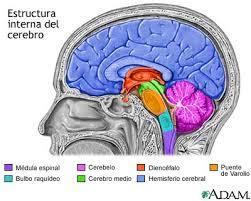 7 descubrimientos sobre el cerebro que nos ayudan a ser más eficaces