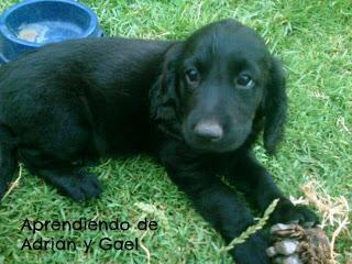 Os presento a Bambú Os presento a Bambú