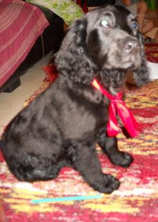 Os presento a Bambú Os presento a Bambú