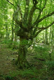 Bosque de Moal: en los confines de Muniellos