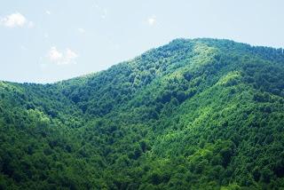 Bosque de Moal: en los confines de Muniellos