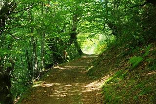 Bosque de Moal: en los confines de Muniellos