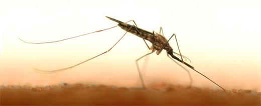 Mosquito Los mosquitos en el viaje