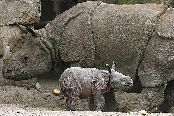 Rinoceronte de Java: actualmente existen menos de 60 ejemplares en todo el mundo.
