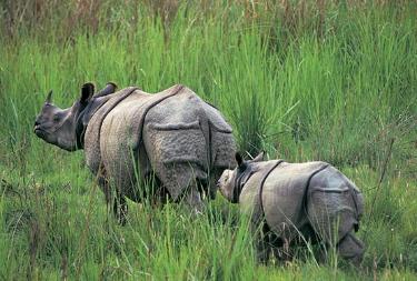 Rinoceronte de Java: actualmente existen menos de 60 ejemplares en todo el mundo.