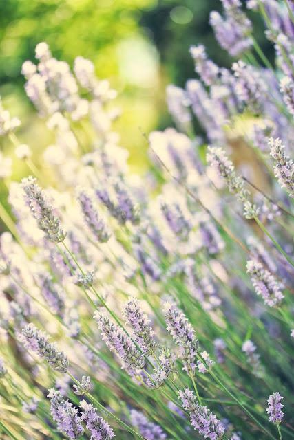 Tardes de verano, lavanda y pequeños visitantes... Tardes de verano, lavanda y pequeños visitantes...