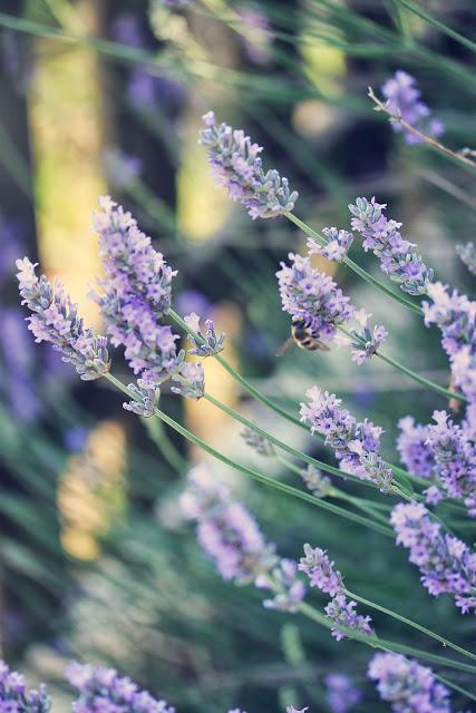 Tardes de verano, lavanda y pequeños visitantes... Tardes de verano, lavanda y pequeños visitantes...