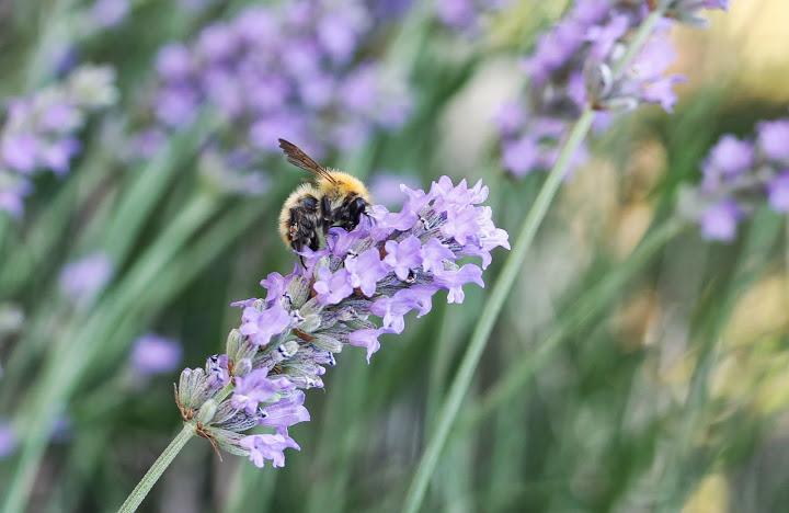 Tardes de verano, lavanda y pequeños visitantes... Tardes de verano, lavanda y pequeños visitantes...