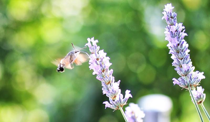 Tardes de verano, lavanda y pequeños visitantes... Tardes de verano, lavanda y pequeños visitantes...