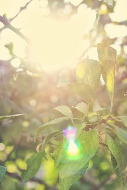 Tardes de verano, lavanda y pequeños visitantes... Tardes de verano, lavanda y pequeños visitantes...