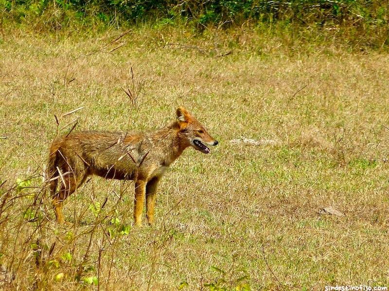 Chacal, en Yala Sri Lanka