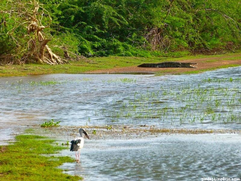 Bundala National Park, Sri Lanka