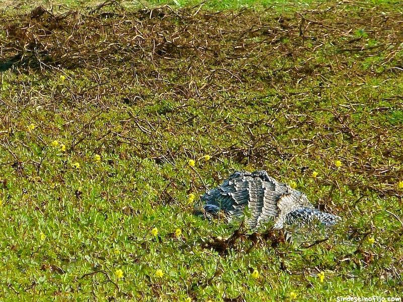 Cocodrilos en Bundala