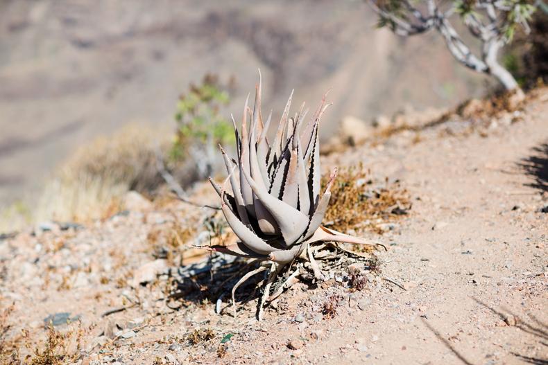 ROCKY MOUNTAIN ROCKY MOUNTAIN