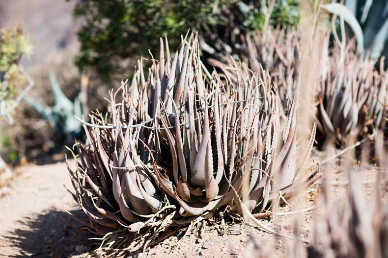 ROCKY MOUNTAIN ROCKY MOUNTAIN