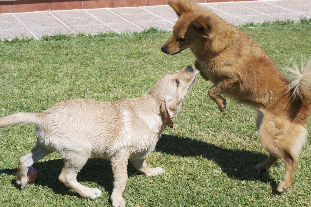 Floyd y su primer baño :) DSC_0164