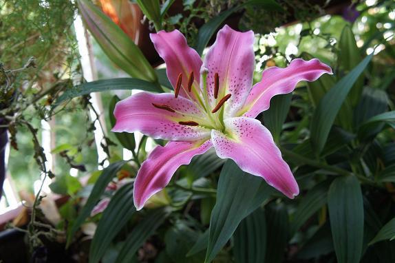 Lilium o Azucena: Conócela imagen 4