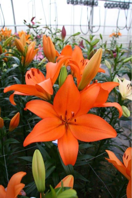 Lilium o Azucena: Conócela imagen 1