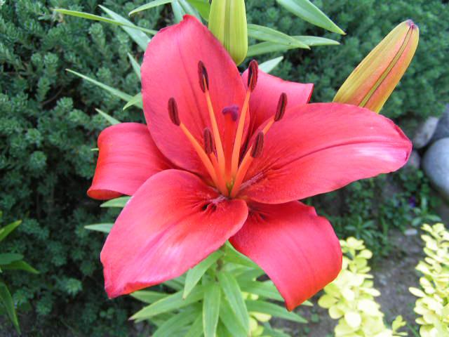 Lilium o Azucena: Conócela imagen 3